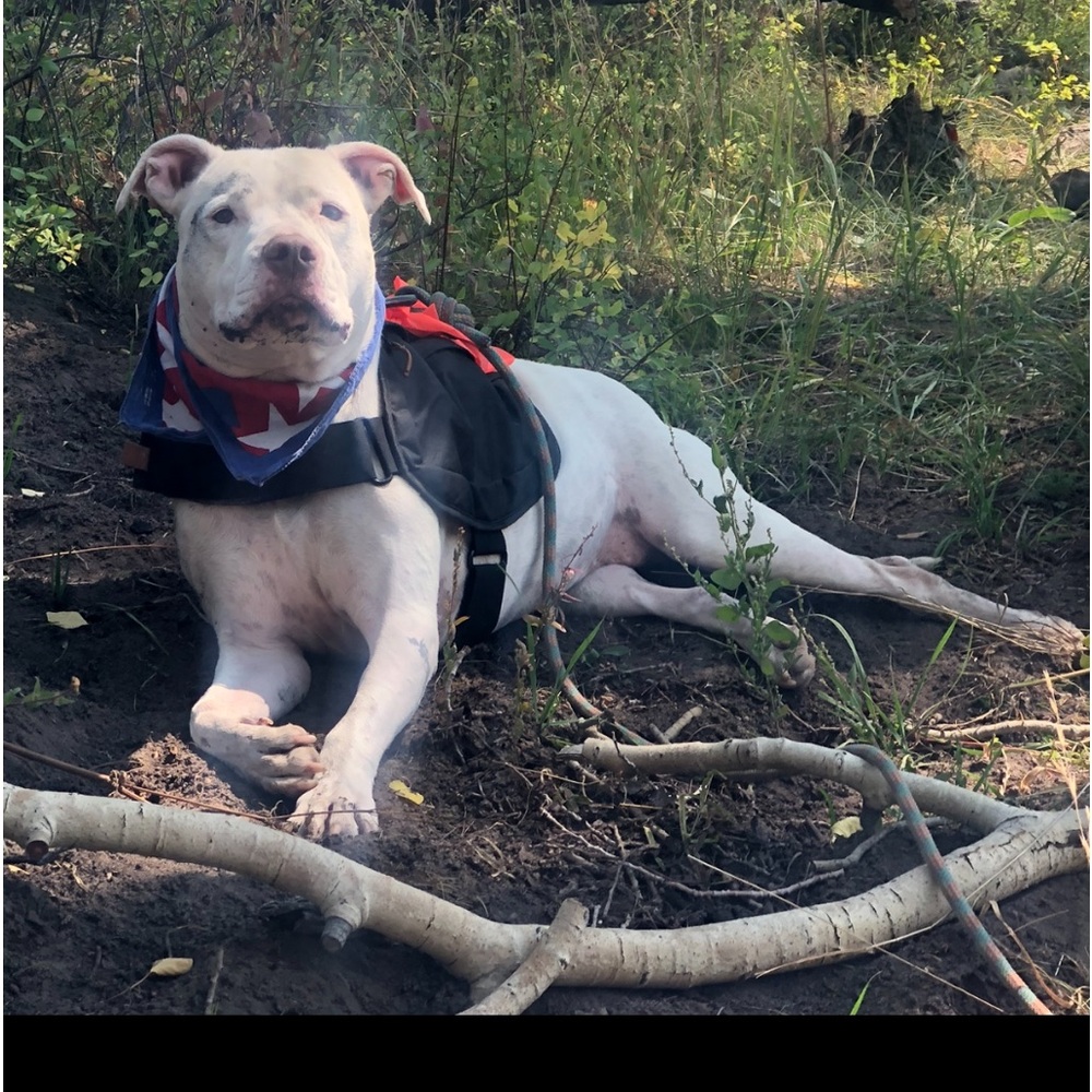 Dog Harness Pack